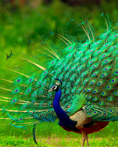 Peacock-sri-lanka
