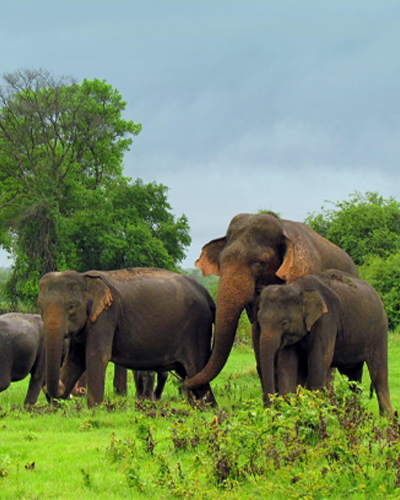 elephant-sri-lanka